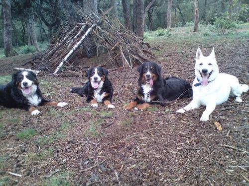 Foto's honden Syllies